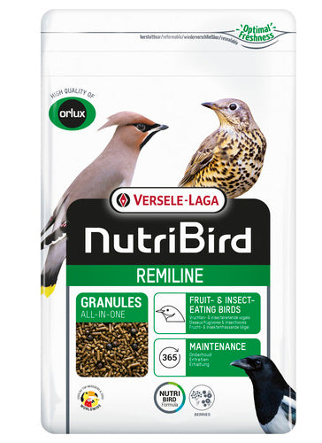 Orlux Remiline Pateekorrel