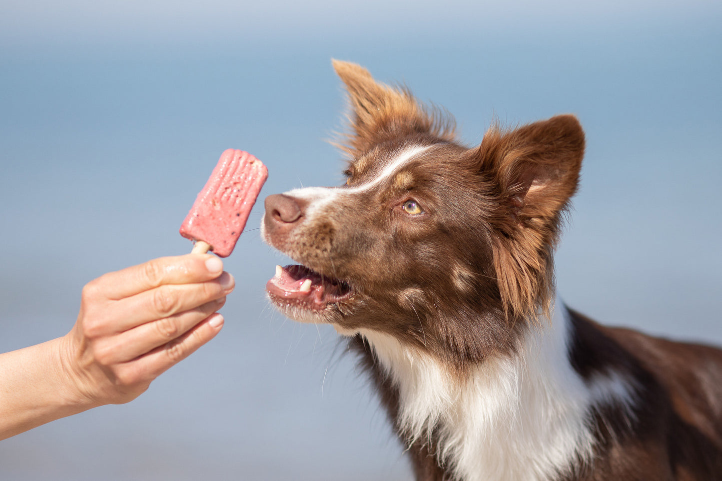 Trixie Ice Pop Rood