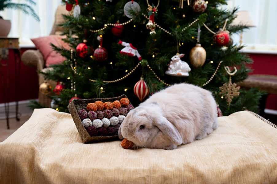 Cupid & Comet Advent Gift 'N' Forage Truffel Schaal