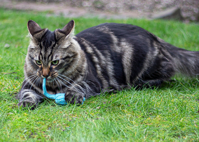 Battersea Tune Chaser Muizen Blauw / Groen