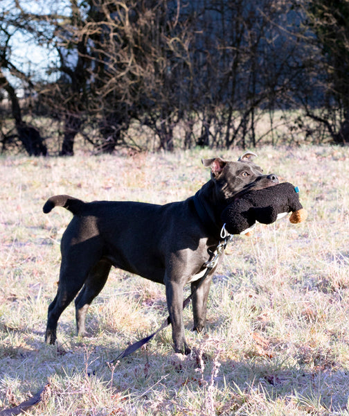 Cupid & Comet Tufflove Pinguin