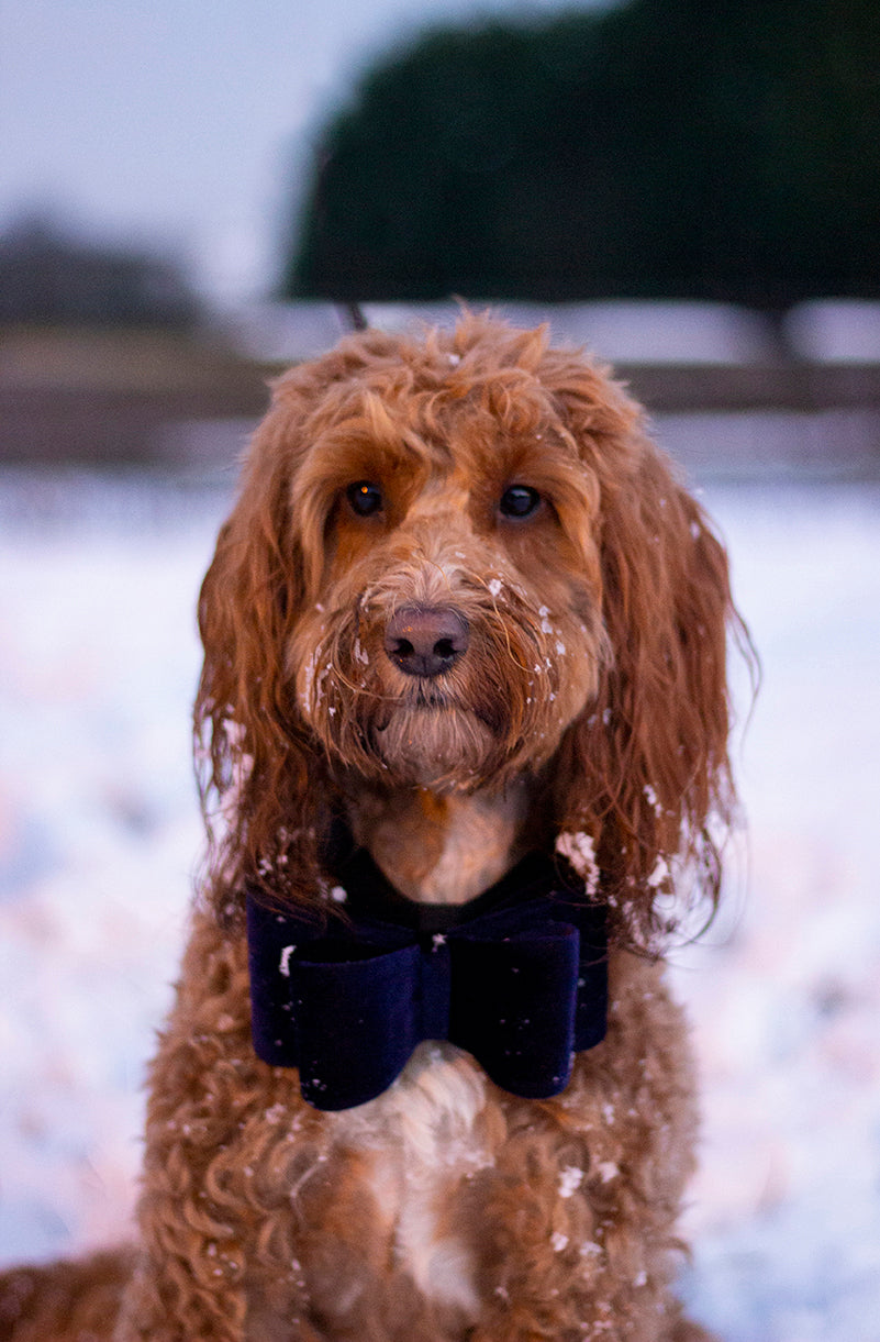 Cupid & Comet Luxury Vlinderstrik Fluweel Blauw