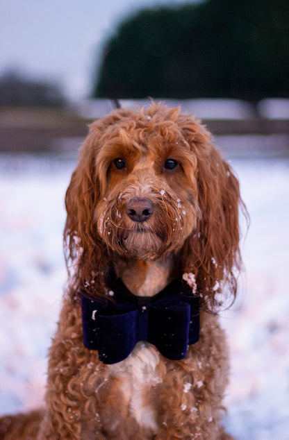 Cupid & Comet Luxury Vlinderstrik Fluweel Blauw