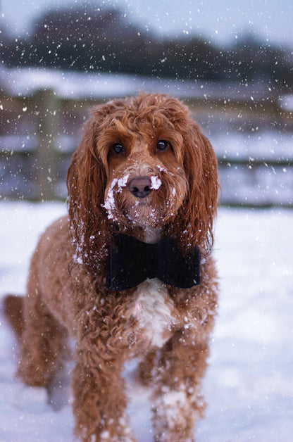 Cupid & Comet Luxury Vlinderstrik Fluweel Blauw