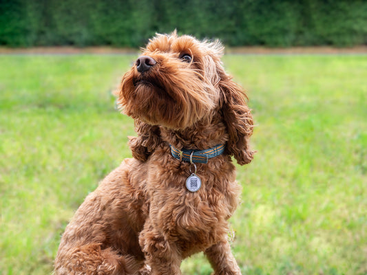 Fetch Tag Smart Pet Tag