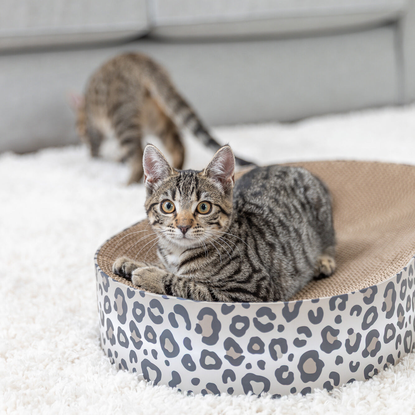 Trixie Krabmat / Mand Leo Karton Met Kattenkruid / Catnip Creme